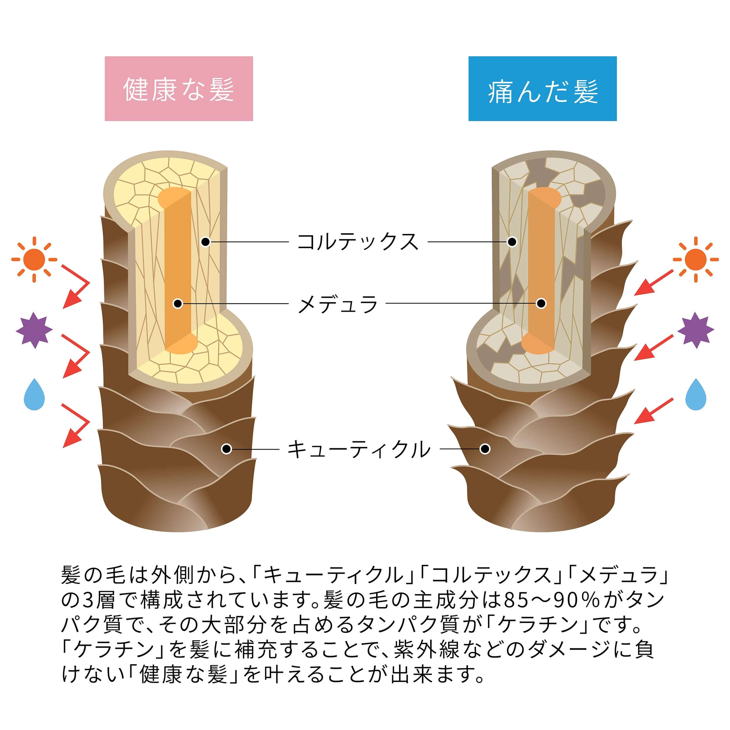 健康な髪と痛んだ髪の構造を示す図、うるうシャンプー+うるうトリートメントの効果を強調